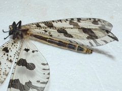 Palpares libelluloides