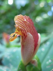 Costus malortieanus