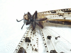 Palpares libelluloides