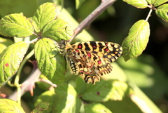 Zerynthia rumina