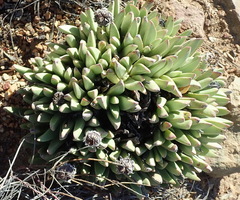 Machairophyllum bijliae