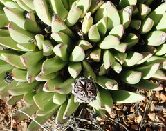 Machairophyllum bijliae