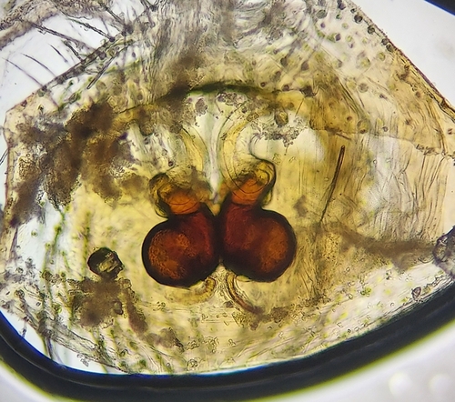Drassyllus aprilinus photo 2