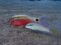 Halichoeres scapularis