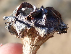 Machairophyllum bijliae