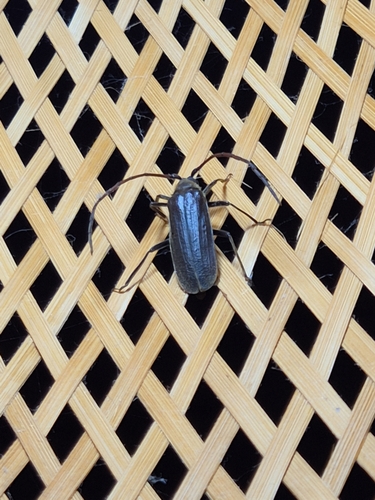 Megopis mutica