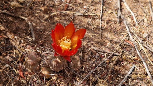 Cumulopuntia iturbicola (Cumulopuntia iturbicola)