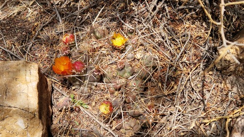 Cumulopuntia iturbicola (Cumulopuntia iturbicola)