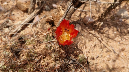Cumulopuntia iturbicola (Cumulopuntia iturbicola)