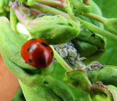 Coccinella quinquepunctata