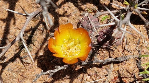 Cumulopuntia iturbicola (Cumulopuntia iturbicola)