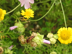Pyrrhocoris apterus