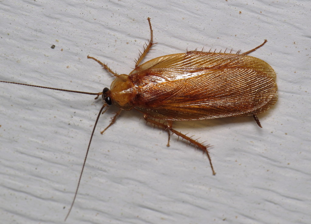 Virginia wood cockroach