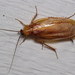 Virginia Wood Cockroach - Photo (c) Nick Block, some rights reserved (CC BY), uploaded by Nick Block