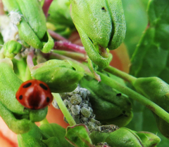 Coccinella quinquepunctata