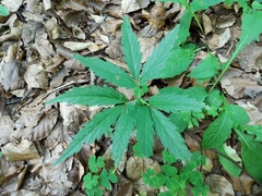 Cardamine glanduligera