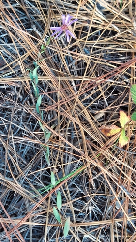 Image of Symphyotrichum concolor by (c) Athena Philips, some rights reserved (CC BY)