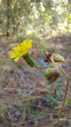 Image of Hieracium gronovii by (c) Athena Philips, some rights reserved (CC BY)
