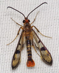 Synanthedon acerni