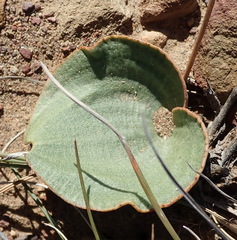Eriospermum capense capense