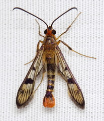 Synanthedon acerni