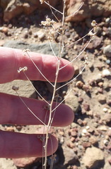 Eriospermum capense capense