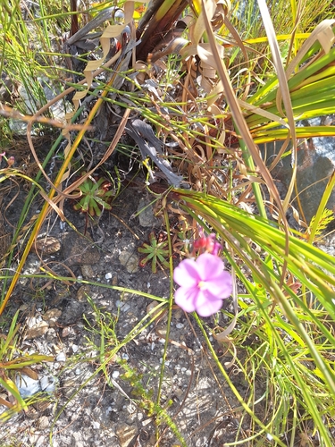 Image of Drosera esterhuyseniae by (c) Adele SL, some rights reserved (CC BY)