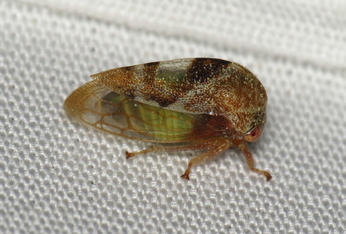 Cyrtolobus vau photo 2