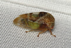 Cyrtolobus vau