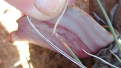 Eriospermum capense capense