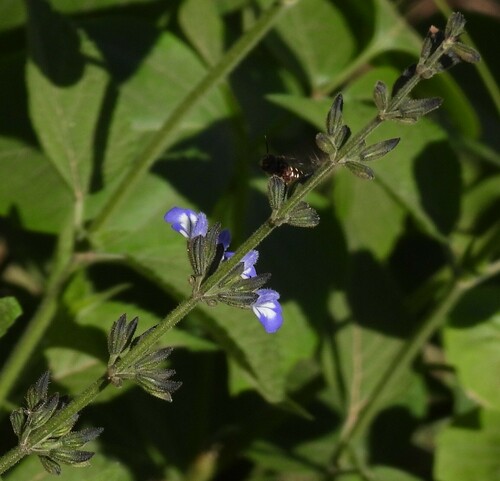 Image of Salvia rypara by no rights reserved