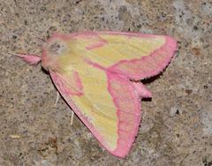 Hyparpax aurora