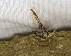 Callibaetis pretiosus