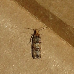 Eucopina tocullionana