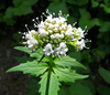Sitka Valerian - Photo (c) pfly, some rights reserved (CC BY-SA)