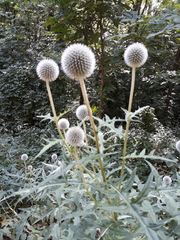 Echinops exaltatus