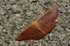 Cyclophora culicaria