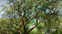 Bursera lancifolia