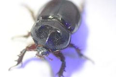 Strategus antaeus