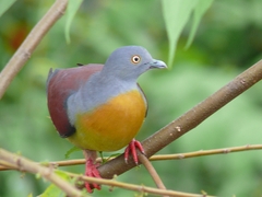 Little Green Pigeon photo 3