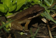 Indosylvirana