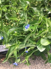 Commelina communis