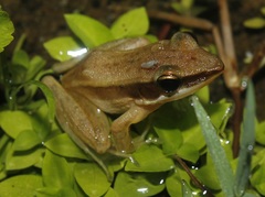 Indosylvirana