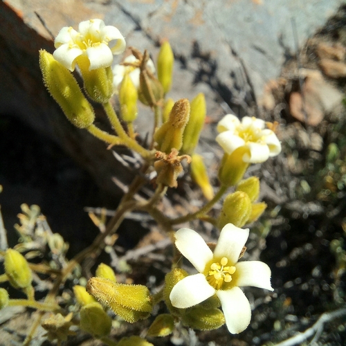 Whitehair Butterbush (Tylecodon leucothrix)