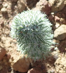 Eriospermum paradoxum