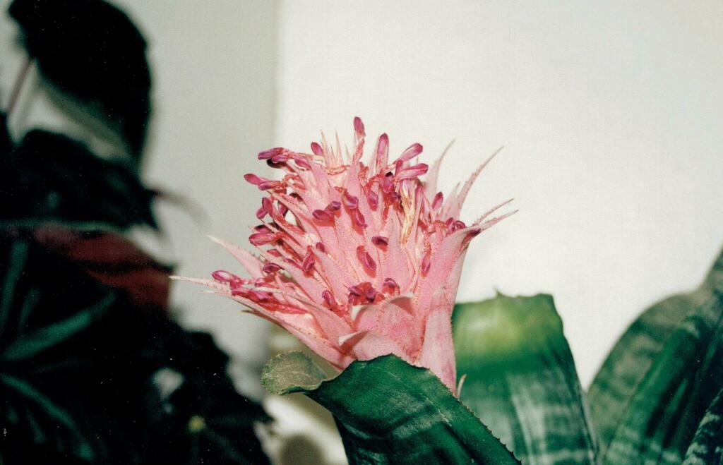 Ехмея — Aechmea fasciata
