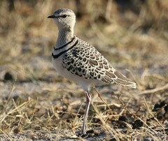 Double-Banded Courser photo 3