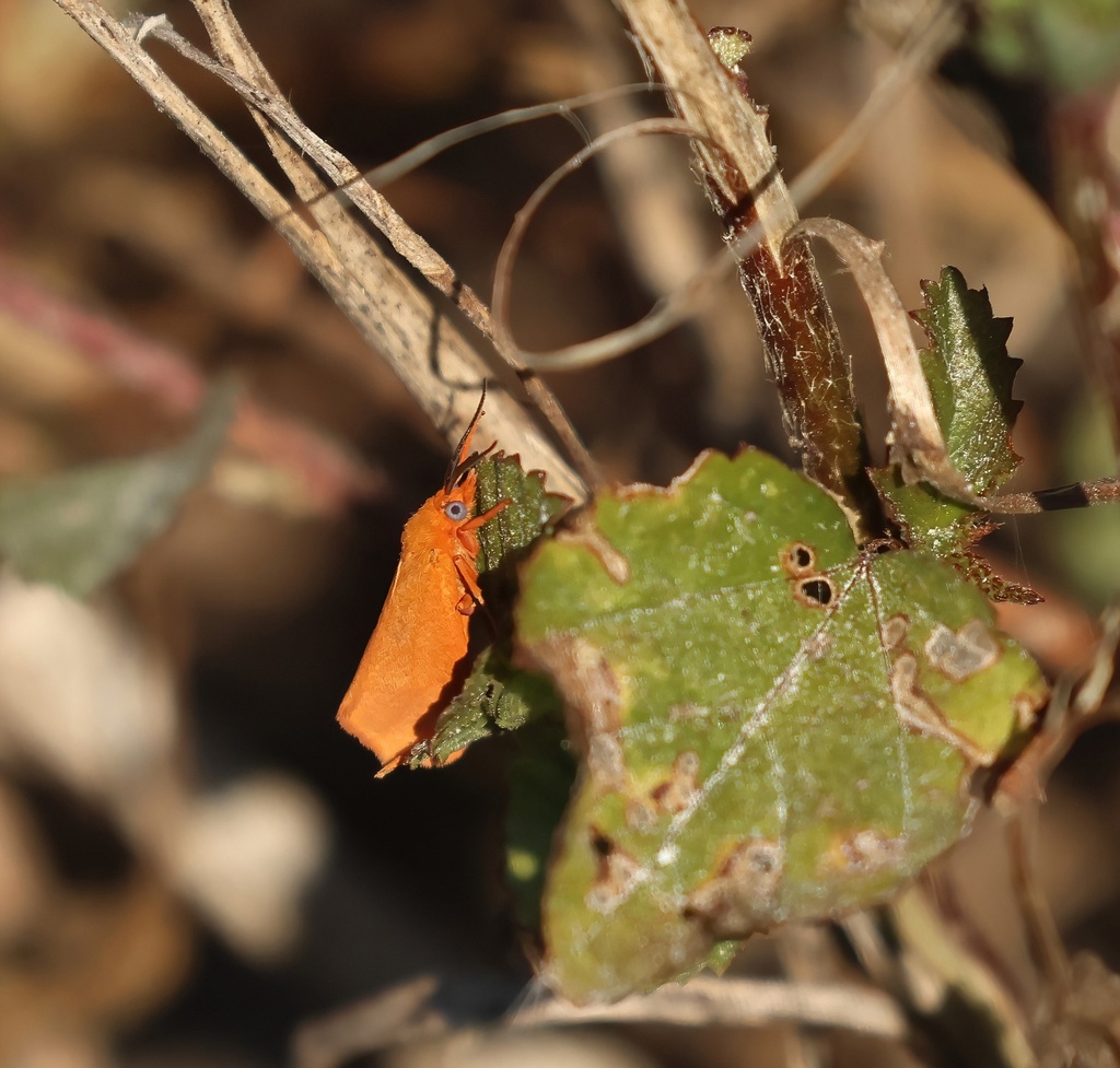 Tom Moth Orange Virbia Moth from Wellington, FL, USA on December 8, 2024 at 10: ...