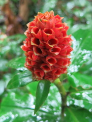 Costus montanus