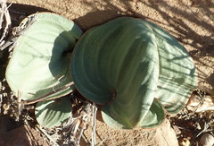 Eriospermum capense capense